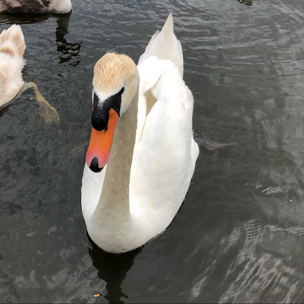 Meet your Posher, Reece